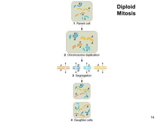 Diploid
Mitosis
14
 