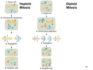 Diploid
Mitosis
Haploid
Mitosis
15
 