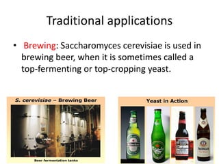 Traditional applications
• Brewing: Saccharomyces cerevisiae is used in
brewing beer, when it is sometimes called a
top-fermenting or top-cropping yeast.
 