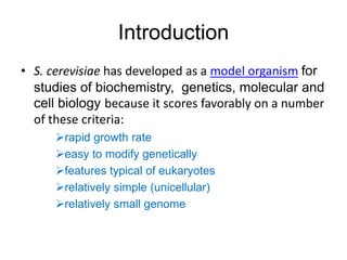 Introduction
• S. cerevisiae has developed as a model organism for
studies of biochemistry, genetics, molecular and
cell biology because it scores favorably on a number
of these criteria:
rapid growth rate
easy to modify genetically
features typical of eukaryotes
relatively simple (unicellular)
relatively small genome
 