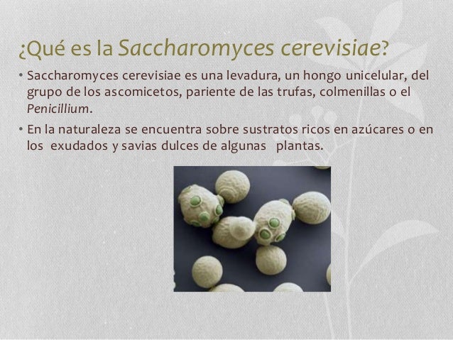 Resultado de imagen de saccharomyces cerevisiae morfologia