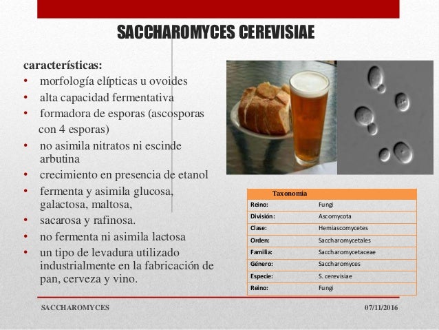 Saccharomyces sp