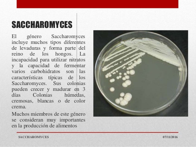 Saccharomyces Sp Saccharomyces Sp