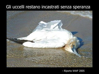 Gli uccelli restano incastrati senza speranza   - Riporto WWF 2005 