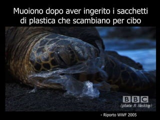 Muoiono dopo aver ingerito i sacchetti di plastica che scambiano per cibo - Riporto WWF 2005 