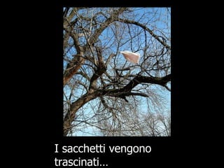 I sacchetti vengono ٰԲپ… 