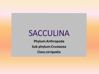 Phylum:Arthropoda
Sub phylum:Crustacea
Class:cirripedia
 