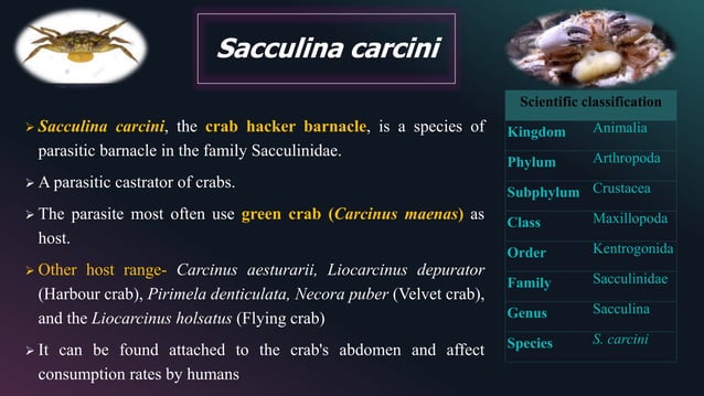 Sacculina carcini -green crab- Host- Parasite Relationship | PPTX ...