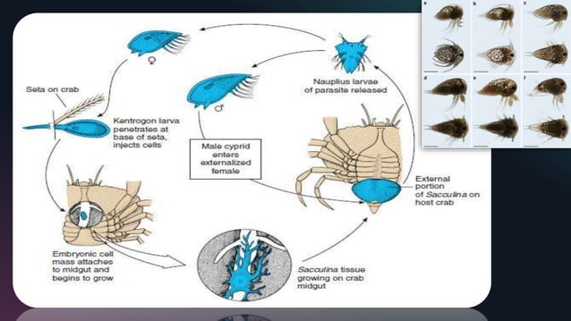 Sacculina carcini -green crab- Host- Parasite Relationship | PPTX ...