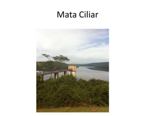 Mata Ciliar
 