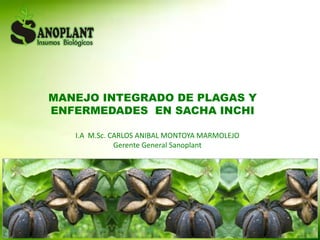 MANEJO INTEGRADO DE PLAGAS Y
ENFERMEDADES EN SACHA INCHI
I.A M.Sc. CARLOS ANIBAL MONTOYA MARMOLEJO
Gerente General Sanoplant
 