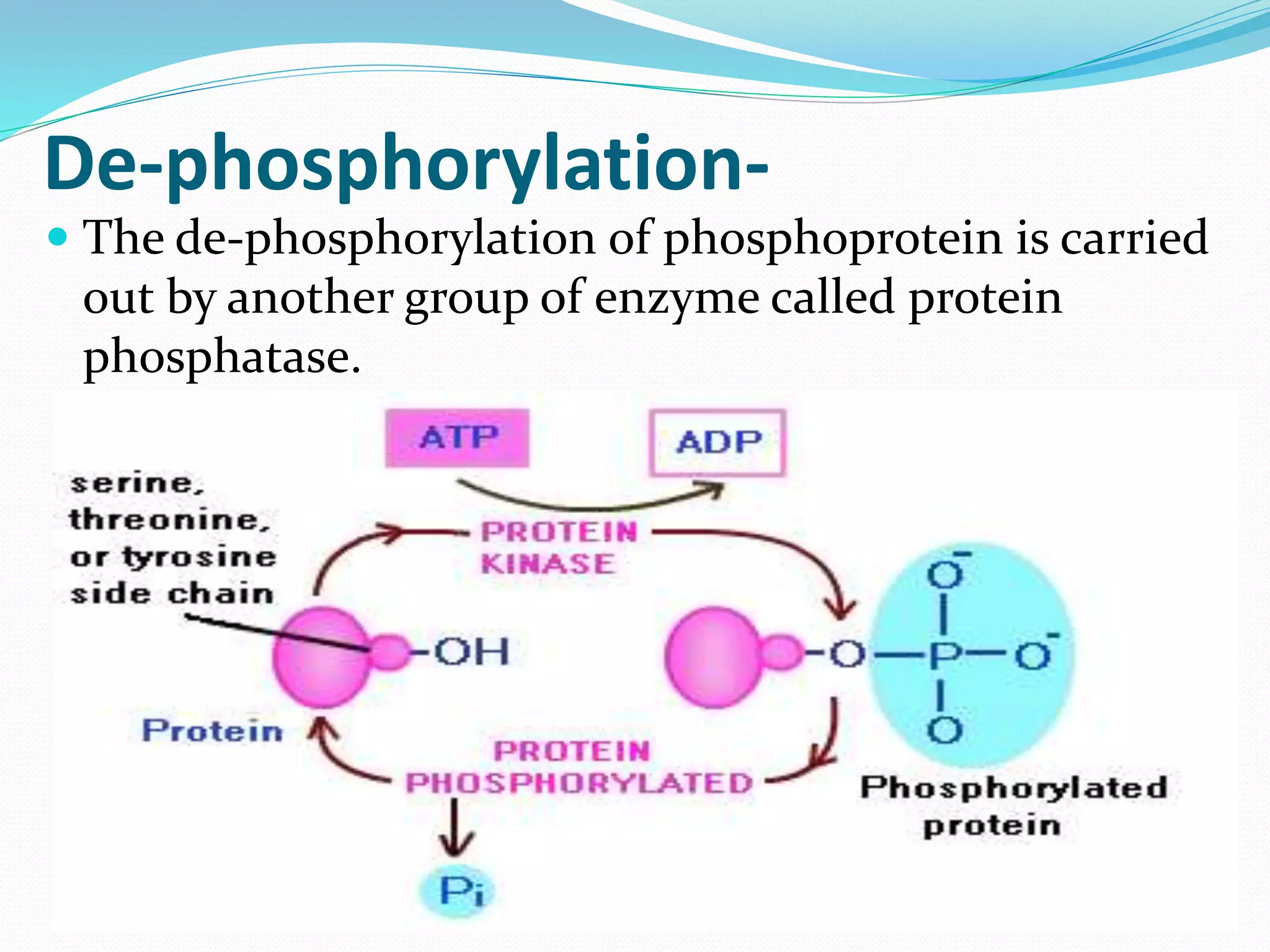 De-phosphorylation-
 The de-phosphorylation of phosphoprotein is carried
out by another group of enzyme called protein
phosphatase.
 