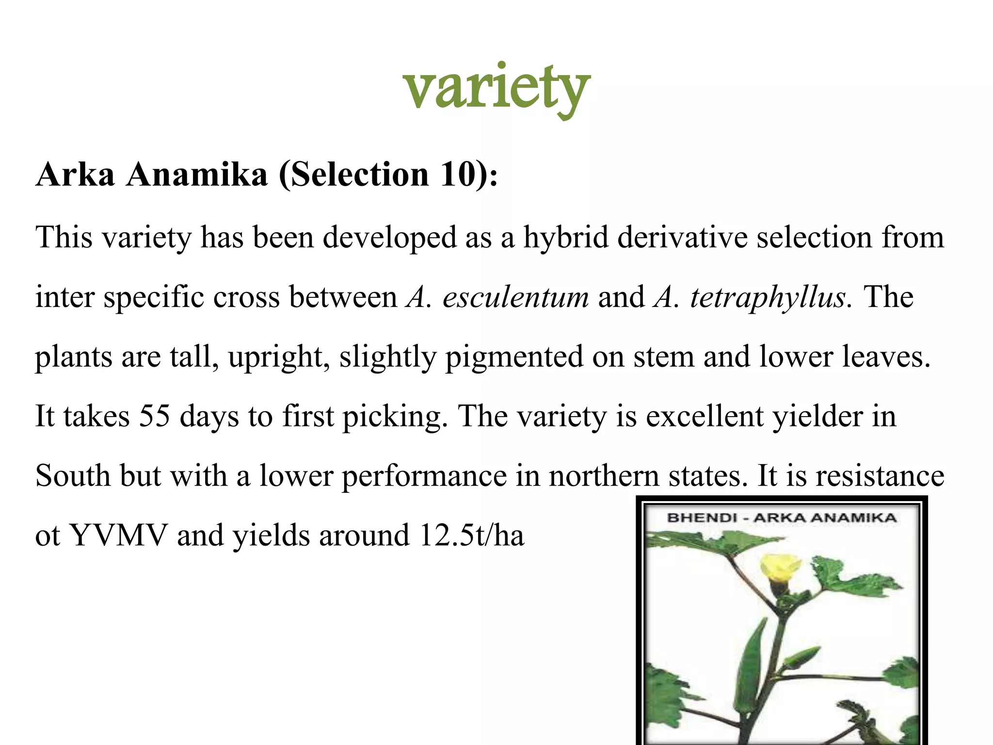variety
Arka Anamika (Selection 10):
This variety has been developed as a hybrid derivative selection from
inter specific cross between A. esculentum and A. tetraphyllus. The
plants are tall, upright, slightly pigmented on stem and lower leaves.
It takes 55 days to first picking. The variety is excellent yielder in
South but with a lower performance in northern states. It is resistance
ot YVMV and yields around 12.5t/ha
 