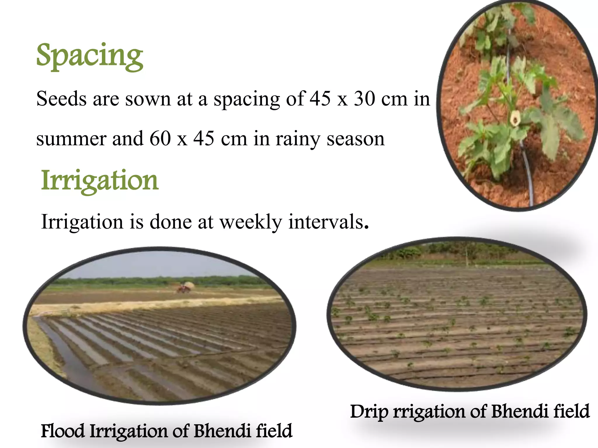 Spacing
Seeds are sown at a spacing of 45 x 30 cm in
summer and 60 x 45 cm in rainy season
Irrigation
Irrigation is done at weekly intervals.
Flood Irrigation of Bhendi field
Drip rrigation of Bhendi field
 