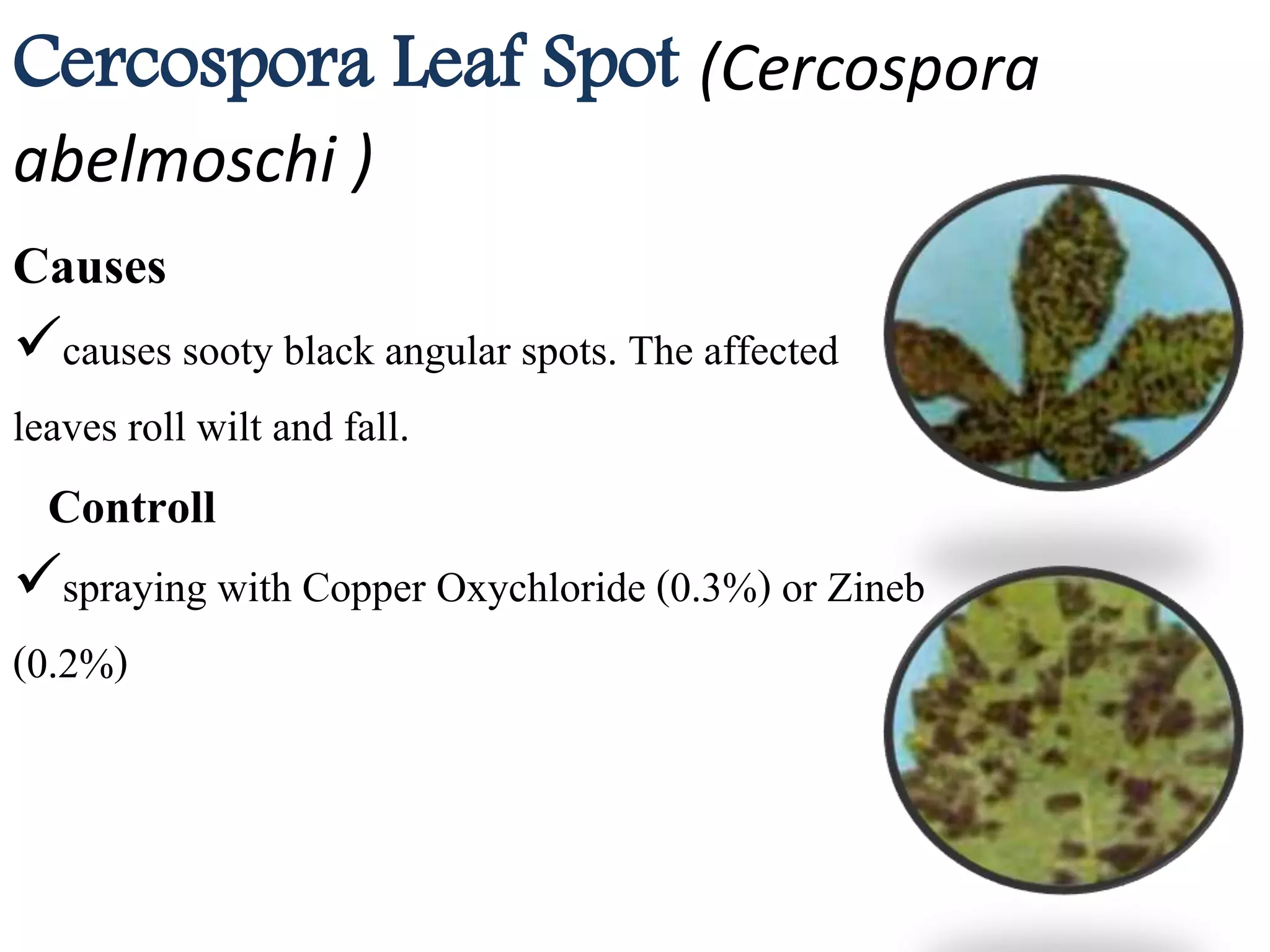 Cercospora Leaf Spot (Cercospora
abelmoschi )
Causes
causes sooty black angular spots. The affected
leaves roll wilt and fall.
Controll
spraying with Copper Oxychloride (0.3%) or Zineb
(0.2%)
 