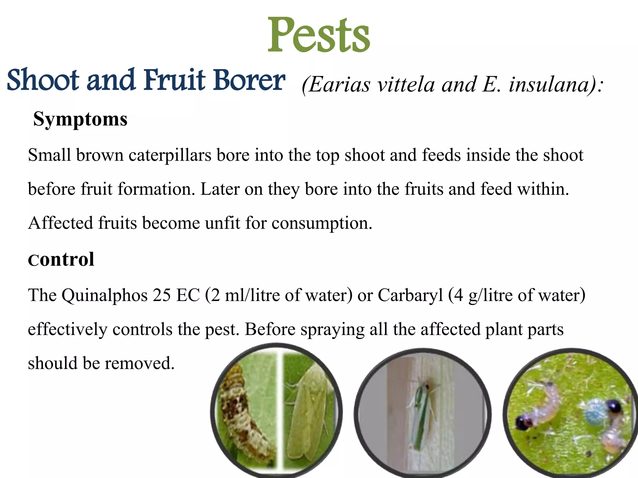 Pests
Shoot and Fruit Borer (Earias vittela and E. insulana):
Symptoms
Small brown caterpillars bore into the top shoot and feeds inside the shoot
before fruit formation. Later on they bore into the fruits and feed within.
Affected fruits become unfit for consumption.
Control
The Quinalphos 25 EC (2 ml/litre of water) or Carbaryl (4 g/litre of water)
effectively controls the pest. Before spraying all the affected plant parts
should be removed.
 