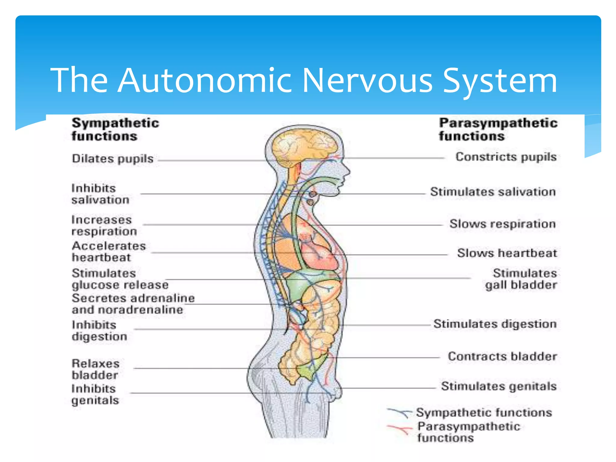 The Autonomic Nervous System
 