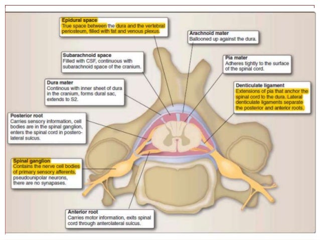 spinal cord anatomy and spinal cord syndromes