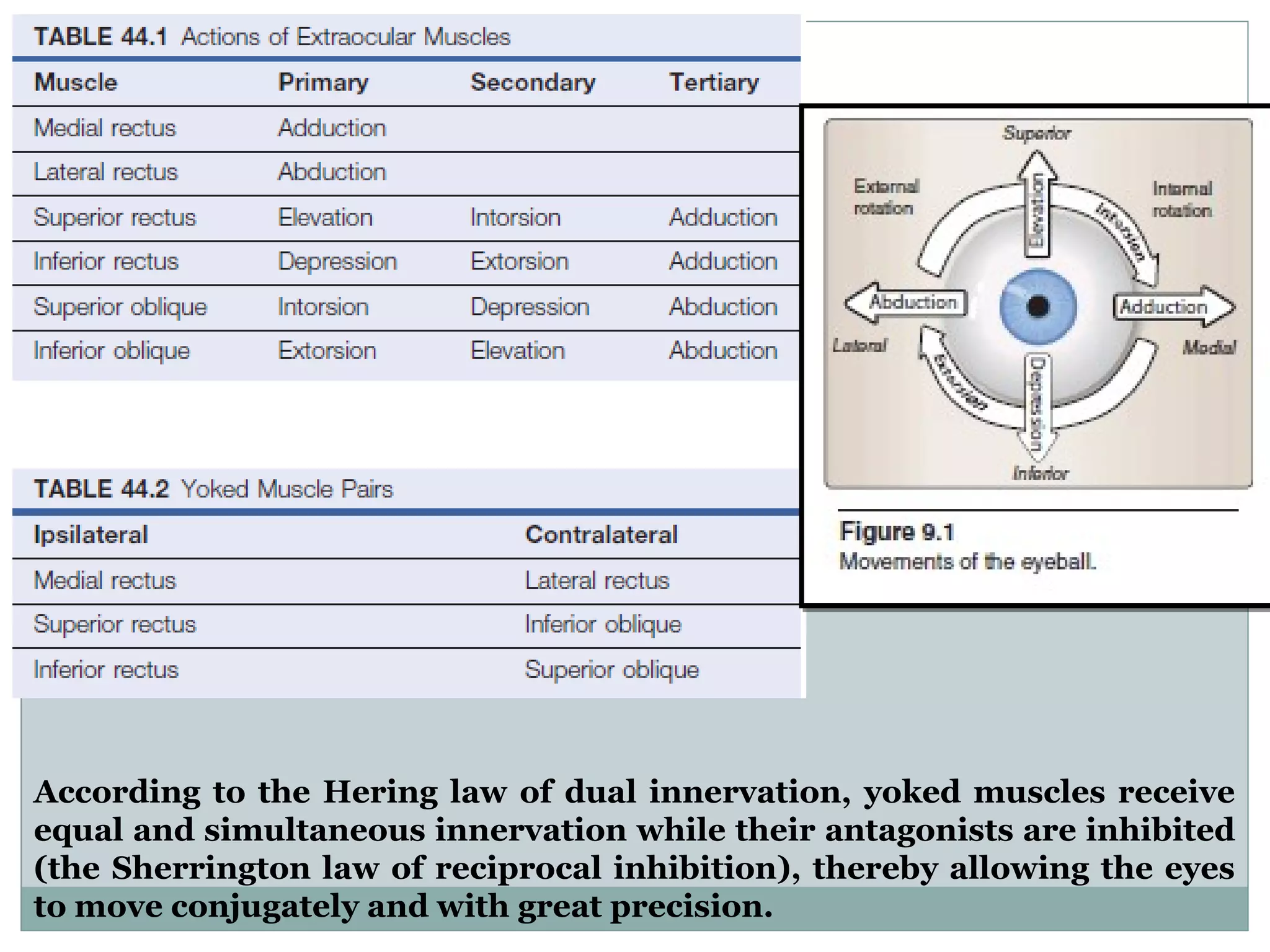 Eye Muscles Movement And Innervation