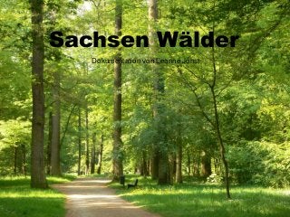 Sachsen Wälder 
Dokumentation von Leanne Johst 
 