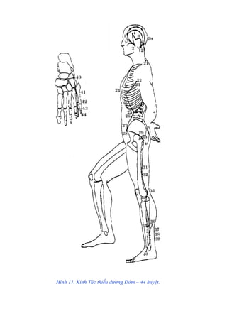 Hình 11. Kinh Túc thiếu dương Đởm – 44 huyệt.
 