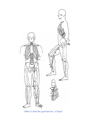 Hình 13: Kinh Túc quyết ăm Can - 12 huyệt
 