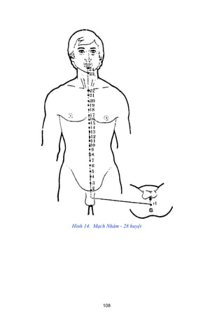 108
Hình 14. Mạch Nhâm - 28 huyệt
 
