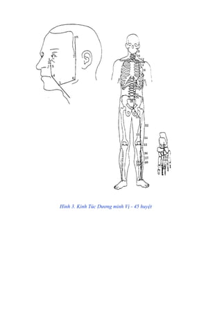 Hình 3. Kinh Túc Dương minh Vị - 45 huyệt
 