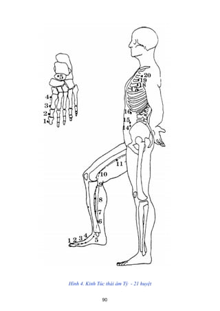 90
Hình 4. Kinh Túc thái âm Tỳ - 21 huyệt
 