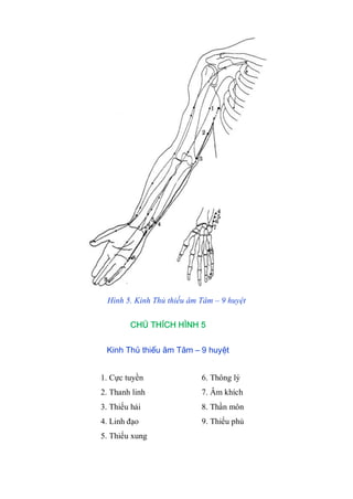 Hình 5. Kinh Thủ thiếu âm Tâm – 9 huyệt
CHÚ THÍCH HÌNH 5
Kinh Thủ thiếu âm Tâm – 9 huyệt
1. Cực tuyền 6. Thông lý
2. Thanh linh 7. Âm khích
3. Thiếu hải 8. Thần môn
4. Linh đạo 9. Thiếu phủ
5. Thiếu xung
 