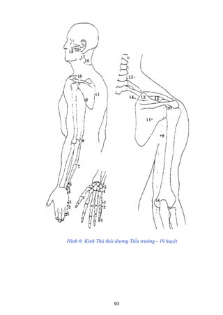 93
Hình 6: Kinh Thủ thái dương Tiểu trường - 19 huyệt
 
