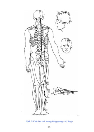 95
Hình 7: Kinh Túc thái dương Bàng quang – 67 huyệt
 