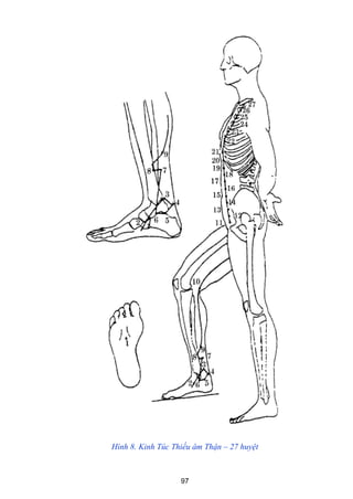 97
Hình 8. Kinh Túc Thiếu âm Thận – 27 huyệt
 