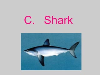 C. Shark
 