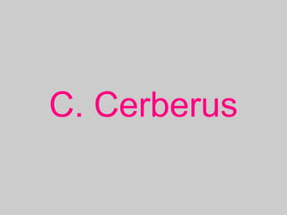 C. Cerberus
 