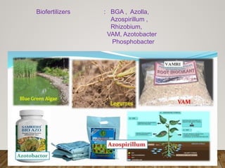 Biofertilizers : BGA , Azolla,
Azospirillum ,
Rhizobium,
VAM, Azotobacter
Phosphobacter
 