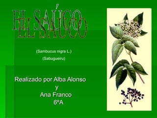 Realizado por Alba Alonso  y  Ana Franco 6ºA (Sambucus nigra L.) (Sabugueiru) EL SAÚCO 
