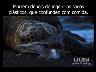 Morrem depois de ingerir os sacos plásticos, que confunden com comida. 