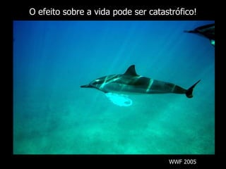 O efeito sobre a vida pode ser catastrófico! WWF 2005 