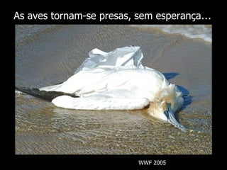 As aves tornam-se presas, sem esperança … WWF 2005 