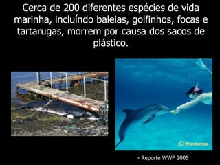 Cerca de 200 diferentes espécies de vida marinha, incluíndo baleias, golfinhos, focas e tartarugas, morrem por causa dos sacos de plástico. -  Reporte  WWF 2005 