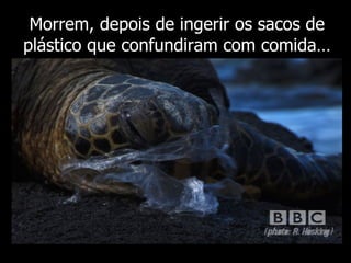 Morrem, depois de ingerir os sacos de plástico que confundiram com comida… 