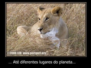 …  Até diferentes lugares do planeta… 