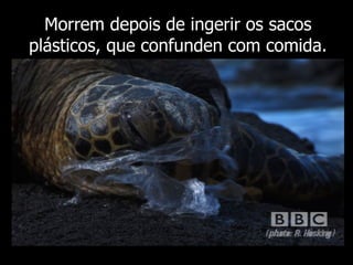 Morrem depois de ingerir os sacos plásticos, que confunden com comida. 