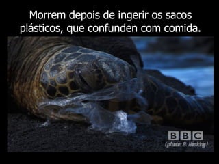 Morrem depois de ingerir os sacos plásticos, que confunden com comida. 