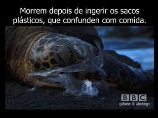 Morrem depois de ingerir os sacos plásticos, que confunden com comida. 