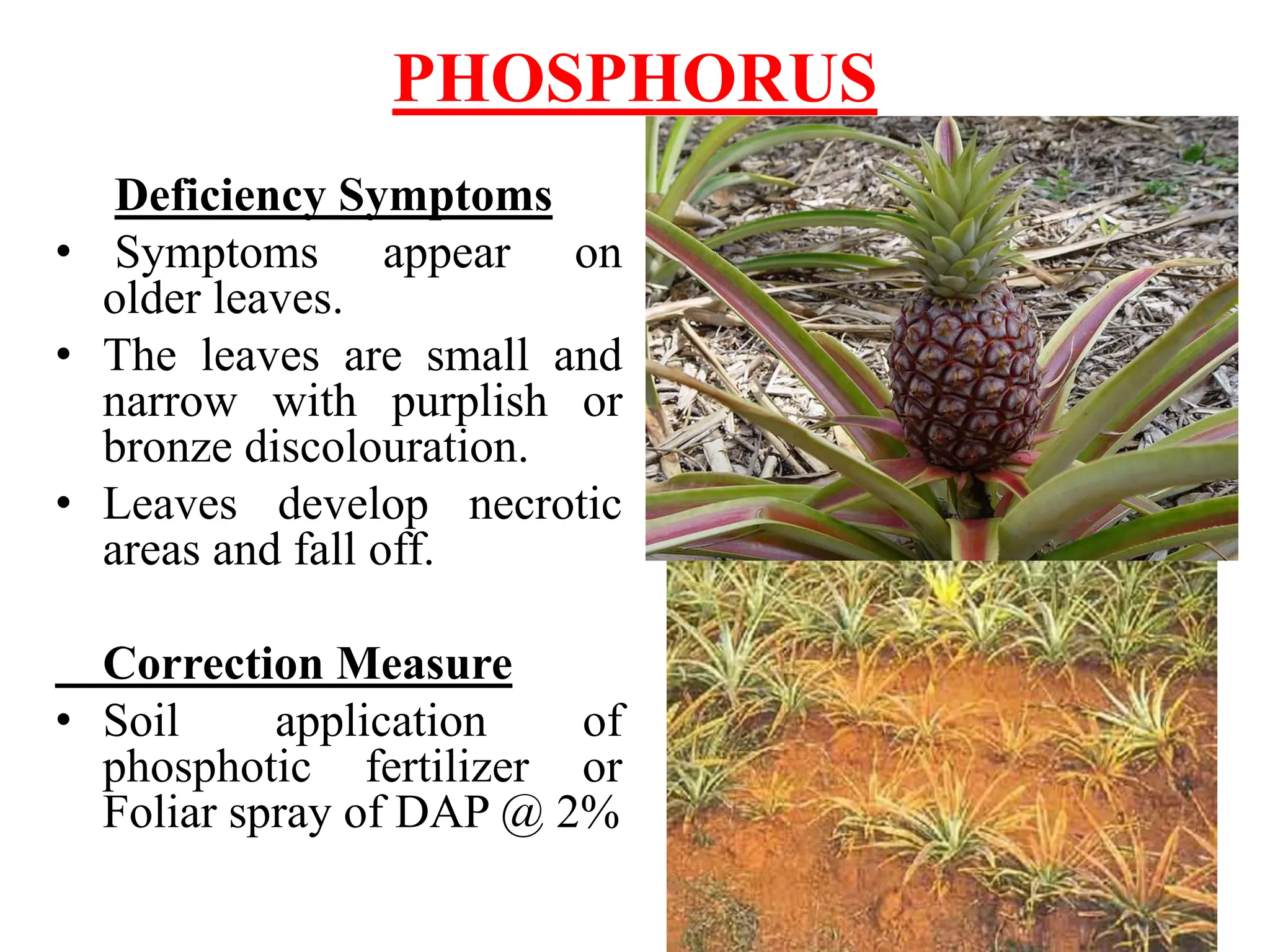 Can You Eat Pineapple While Pregnant? - The Prenatal Nutritionist