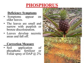 Can Pregnant Women Eat Pineapple? Safety, Benefits & Myths