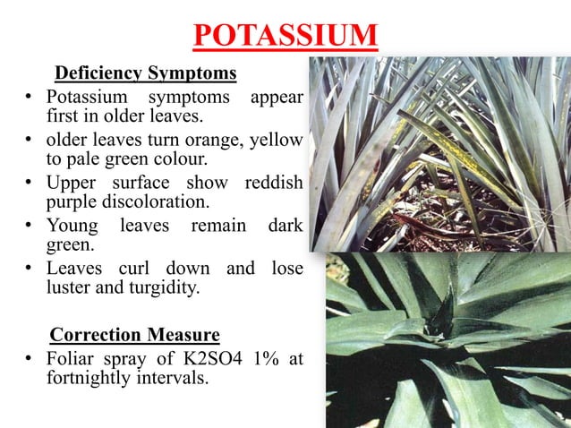 View of The Role of Magnesium in Pregnancy and in Fetal Programming of Adult ...