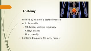 Anatomy
 Formed by fusion of 5 sacral vertebrae
 Articulates with:
 5th lumbar vertebra proximally
 Coccyx distally
 Ilium laterally
 Contains 4 foramina for sacral nerves
 